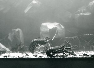 En grupp sötvattenskräftor på London Zoo i mars 1925 av Frederick William Bond