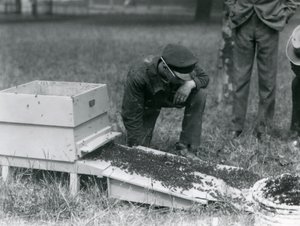 En grupp djurhållare, inklusive Brown, flyttade en svärm av honungsbin, London Zoo, juli 1926 av Frederick William Bond
