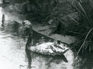 En hybridsvan, Mute x Black, simmade i en damm på London Zoo 1927 av Frederick William Bond