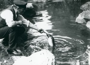 En djurskötare matar en ung kepsäl med fisk i bassängen i London Zoo, juni 1914. av Frederick William Bond