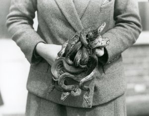 En målvakt som håller i en knut av ung Royal eller Ball Python på London Zoo 1931 (s/v foto) av Frederick William Bond