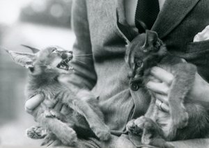 En djurhållare som håller ett par Caracal-kattungar i sitt knä, London Zoo, 1924 av Frederick William Bond