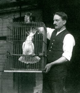 En djurhållare håller en Sulphur Crested Cockatoo, Jade, i sin bur på London Zoo i oktober 1924 av Frederick William Bond