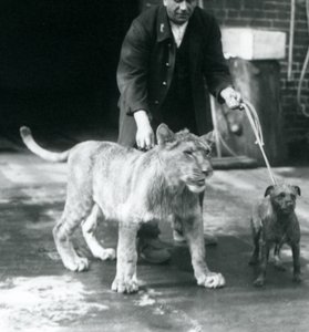 En djurhållare som tar en hund och ett ungt lejon på en promenad, London Zoo, augusti 1925 (s/v foto) av Frederick William Bond