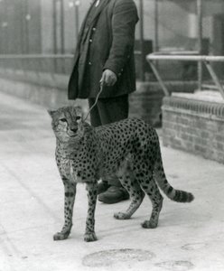 En målvakt med en gepard i ledning, London Zoo av Frederick William Bond