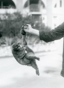 En kinkajou upphängd från ett målvaktsfinger i sin gripsvans, London Zoo, september 1925 av Frederick William Bond