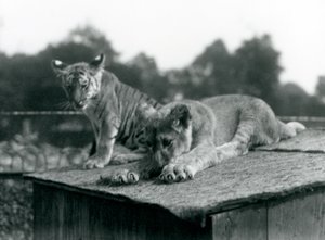 En lejon- och en tigerunge sitter tillsammans på taket av sin håla, London Zoo, september 1925 (s/v foto) av Frederick William Bond