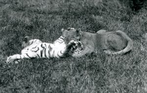 En lejon- och tigerunge brottas på gräset, London Zoo, september 1925 (s/v foto) av Frederick William Bond