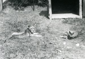 En lejonunge liggande på en gräsmatta, nära en öppen trälåda, med en huskatt, London Zoo, juli 1925 av Frederick William Bond