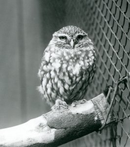 En liten uggla som sitter på en gren bredvid trådnätet i dess inhägnad, London Zoo, november 1925 av Frederick William Bond