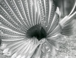En manlig Argus Pheasant Great Argus uppvaktning, London Zoo, januari 1926 av Frederick William Bond