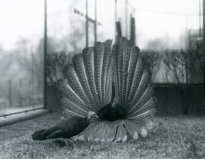 En manlig Argus PheasantGreat Argus frieriuppvisning, med en kvinna stående bredvid honom, London Zoo, januari 1926