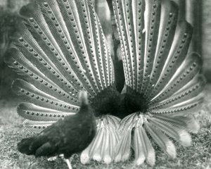 En manlig Argus PheasantGreat Argus frieriuppvisning, med en kvinna stående bredvid honom, London Zoo, januari 1926 av Frederick William Bond
