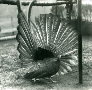 En manlig Argus PheasantGreat Argus frieriuppvisning, med en kvinna stående bredvid honom, London Zoo, januari 1926 av Frederick William Bond