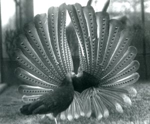 En manlig Argus PheasantGreat Argus frieriuppvisning, med en kvinna stående bredvid honom, London Zoo, januari 1926 av Frederick William Bond