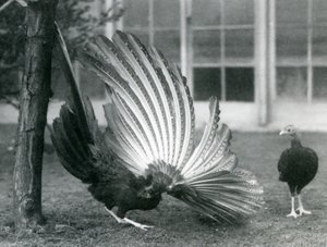 En Argus-fasan hane, eller Great Argus, visar sina ving- och stjärtfjädrar, medan en hona står framför honom, London Zoo, januari 1926 av Frederick William Bond