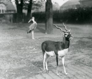 En svartbock eller indisk antilop hane som står i en hage på London Zoo, oktober 1926 (s/v foto) av Frederick William Bond