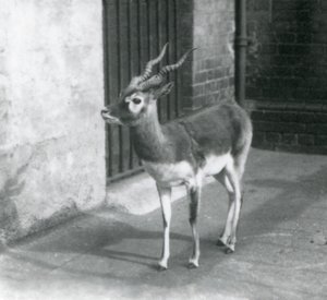 En Blackbuck hane som står i sitt inhägnad på London Zoo i juni 1925 av Frederick William Bond