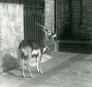 En Blackbuck hane som står i sitt inhägnad på London Zoo i juni 1925 av Frederick William Bond