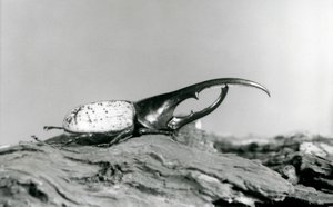 En Hercules Beetle hane vilar på bark på London Zoo av Frederick William Bond