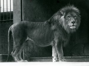 Ett lejonhane på London Zoo, juni 1924 av Frederick William Bond