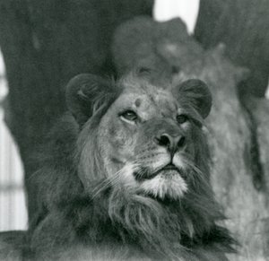 Ett lejonhane på London Zoo 1929 (s/v foto) av Frederick William Bond