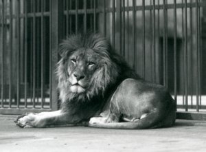 En lejonhane som ligger mot galler i sitt inhägnad, London Zoo, september 1927 av Frederick William Bond