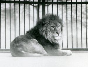 En lejonhane vilar i sitt inhägnad på London Zoo i mars 1925 (s/v foto) av Frederick William Bond