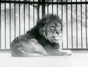 En lejonhane vilar i sitt inhägnad på London Zoo i mars 1925 av Frederick William Bond