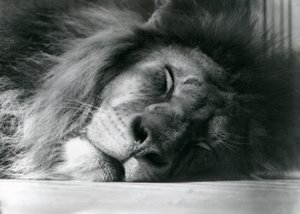 En lejonhane som sov i sitt inhägnad på London Zoo 1924 av Frederick William Bond
