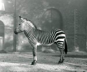 En manlig Mountain Zebra x Hartmanns Mountain Zebra som står i sin hage på London Zoo i september 1927 av Frederick William Bond