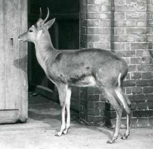 En hane från Southern Common Reedbuck eller Reitbok som står vid dörren till antilophuset, London Zoo, 6 oktober 1927 av Frederick William Bond
