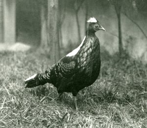 En Swinhoes-fasan hane på London Zoo, september 1923 av Frederick William Bond