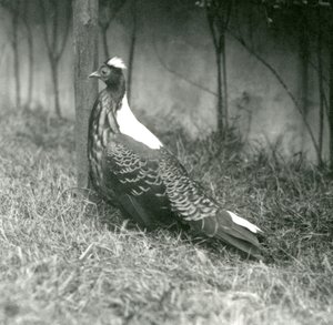 En Swinhoes-fasan hane på London Zoo, september 1923 av Frederick William Bond