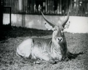 En vattenbock hane liggande på gräset i sin hage på London Zoo 1928 (s/v foto) av Frederick William Bond