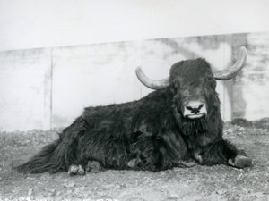 En jakhane som ligger i sitt inhägnad på London Zoo 1928 (s/v foto) av Frederick William Bond