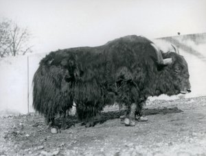 En manlig jak som står i sin hage på London Zoo 1928 (s/v foto) av Frederick William Bond