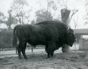 En manlig europeisk bison som står på gräset i sin hage. London Zoo, oktober 1927. De sårbara europeiska bisonerna är också kända som Wisent, eller European Wood Bison. av Frederick William Bond