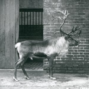 En mogen renhjort som står i sin hage på London Zoo 1925 av Frederick William Bond