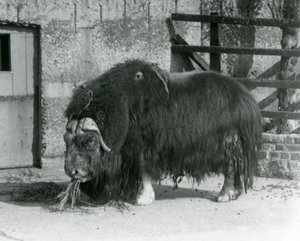 En mogen tjur Muskox, även stavat myskoxe och myskoxe stående, äter i sin hage på London Zoo 1931 (s/v foto)