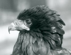 En nästan hotad Bateleur Eagle på London Zoo 1927 av Frederick William Bond