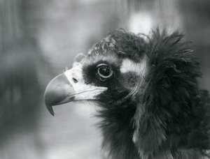 En nästan hotad gam på London Zoo, 1927