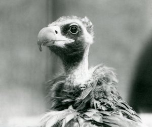 En nästan hotad gam vid London Zoo, juli 1926 av Frederick William Bond