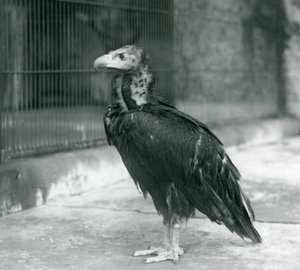 En nästan hotad gam som står på London Zoo, 1927 av Frederick William Bond