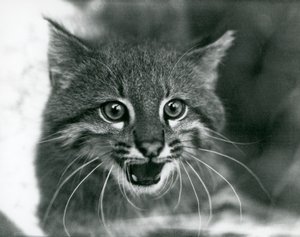 En nära hotad Pampas Cat/Pantanal Cat/Colocolo på London Zoo 1929 (s/v foto) av Frederick William Bond
