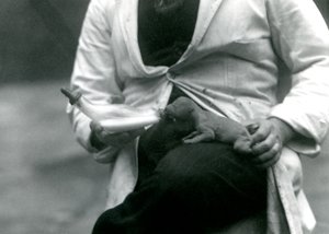 En nyfödd lejonunge som matas på flaska av sin djurhållare, London Zoo, 1923 av Frederick William Bond