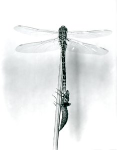 En nyuppkommen guldringad trollslända torkar sina vingar medan den vilar på en vass ovanför dess tomma larvskal, eller exuvia, London Zoo, 1925 av Frederick William Bond