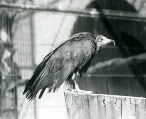 En nu kritiskt hotad huvgam som står på en stock, London Zoo, september 1925 av Frederick William Bond