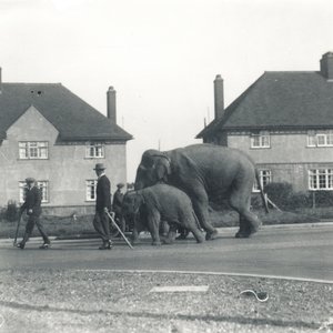 Ett par indiska elefanter som går från Tilbury till ZSL Whipsnade av Frederick William Bond