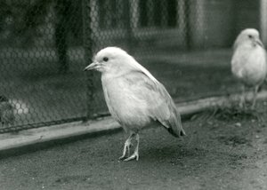 Ett par Kagus, eller Cagous, som står på golvet i deras inhägnad på London Zoo, 1927 av Frederick William Bond